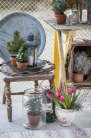 Modern balcony with yellow railings in January. With a mix of small potted evergreens and locally grown tulips. Potted Chamaecyparis pisifera 'Boulevard' in a glass jar next to a lantern and a jug with pine branches and tulips. Under the table a Leucophyta brownii. In a pewter plate stands a Picea glauca 'Conica' next to a miniature ivy. On the table from left - Chamaecyparis pisifera 'Boulevard', Helleborus niger, blueberry branches.