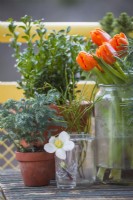 Modern balcony with yellow railings in January. With a mix of small potted evergreens and locally grown tulips. On the table from left - Chamaecyparis pisifera 'Boulevard', Boxwood, Helleborus niger, blueberry branches, tulips, Picea glauca 'Conica',  pine branches.