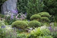Pinus mugo 'Gnom' - Bodmin Jail: 60 Degrees East, A Garden between Continents, RHS Chelsea Flower Show 2021