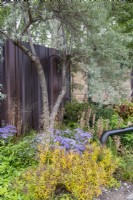 Late flowering border with Symphyotrichum oblongifolium 'October Skies', Deschampsia cespitosa and orange foliage of Amsonia illustris under a high pruned Sea Buckthorn tree, Hippophae rhamnoides - The M and G Garden,  RHS Chelsea Flower Show 2021