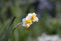 Narcissus tazetta 'Aleppo' - Paperwhite Daffodil