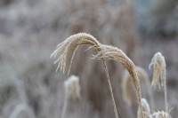 Miscanthus nepalensis - Himalayan fairy grass in the frost
