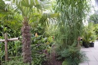 Tropical garden in August with lush planting including Persicaria microcephala Purple Fantasy and Trachycarpus fortunei