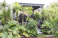 Tropical garden in August including yucca brugmansia dahlia and gunnera surrounding covered seating area