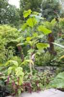 Tropical garden in August planted with Paulownia tomentosa Dicksonia antarctica and Amaranthus caudatus 