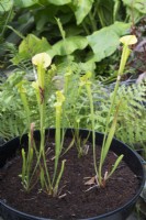 Sarracenia growing in a pot