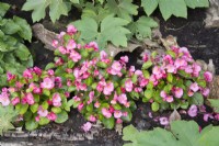 Begonia semperflorens