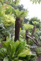 Tropical garden with Dicksonia antarctica tree ferns and Lysichiton americanus, Skunk Cabbage