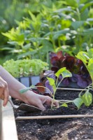 Woman planting Brussels sprout in raised bed.