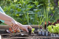 Woman planting leek seedling in raised bed.