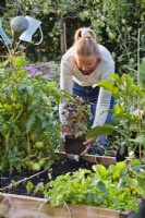 Woman planting purple basil in gap between tomato and aubergine .