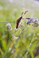 Couple of Zygaena filipendulae - Six spot burnet moth enjoying morning sun.