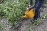 Watering outdoor tomatoes with yellow plastic watering can