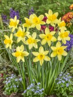 Narcissus Large Cupped Salmon Cracker, spring March