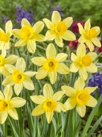 Narcissus Large Cupped Salmon Cracker, spring March