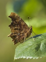 Polygonia c-album - Comma Butterfly on rose leaf showing underside of wing