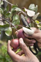 Thinning out young apples on the tree to boost growth