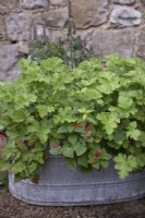 Scented herbs growing in vintage metal container with Geranium 'Attar of Roses', Korean mint, Tangerine sage and Blackcurrant sage