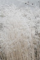 Deschampsia cespitosa - Tufted Hair Grass in the frost