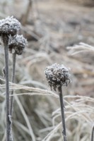 Rhaponticum centauroides - Spent thistle in the frost