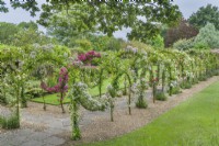 View of Rose arbour. June. Rambler roses trained on wrought iron framework over gravel and flagstone path.