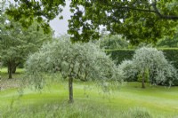 Pyrus salicifolia 'Pendula' - weeping pear. Mature trees that have been regularly pruned and thinned to create an open graceful canopy. June