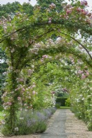 View along rose arbour. Rambler roses trained on wrought iron framework over gravel and flagstone path edged with lavender. June