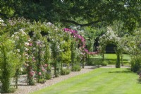 View of Rose arbour walkway. June. Rambler roses trained on wrought iron framework over path.