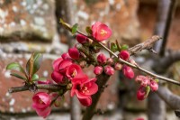 Chaenomeles japonica  has soft red, cup-shaped flowers  that appear in March.