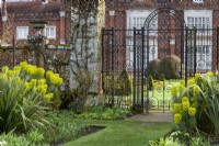 Euphorbia characias subsp. wulfenii and Phormium sp growing either side of the wrought iron gate, with topiary yew cones in the distance at Helmingham Hall.