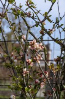 Chaenomeles speciosa 'Moerloosei', cup-shaped white flowers tinged with pink bloom from March to May.