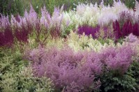 Astilbe 'Rhineland' and Astilbe 'Deutschland' among mixed Astilbes in a summer border