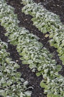 Claytonia perfoliata - Winter purslane