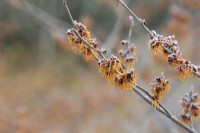 Hamamelis x intermedia 'Vesna' - Witch hazel flowers in the frost