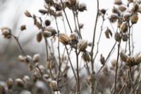 Hibiscus syriacus Oiseau Bleu - Spent Rose Mallow seedpods in the frost