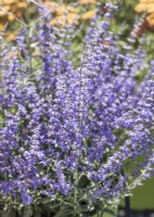 Perovskia atriplicifolia Jelena, summer August