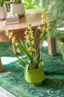 Oncidium spectatissimum in pot, winter December