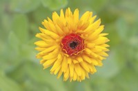 Calendula 'Bull's Eye - July