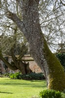 Gnarled and twisted trunks of Pyrus communis and Morus nigra - Mulberry tree at Helmingham Hall.