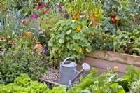 Watering can in kitchen garden full of growing crops in combination with perennial and annual flowers including Echinacea purpurea, Teucrium hircanicum, Tropaeolum majus, Tagetes patula and Cosmos bipinnatus