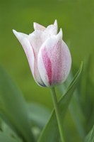 Tulipa 'Karate' - April