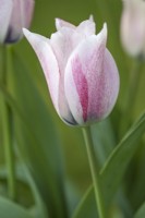 Tulipa 'Karate' - April