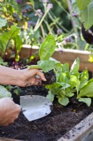 Woman planting radicchio ' Palla Rossa' seedlings in raised bed.