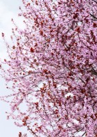 Prunus cerasifera, spring March