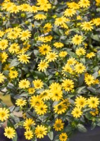 Sanvitalia procumbens sel Picador Yellow, summer July