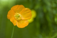 Meconopsis cambrica var. aurantiaca - Welsh poppy. May