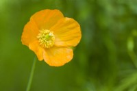 Meconopsis cambrica var. aurantiaca - Welsh poppy. May