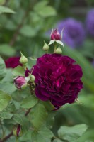 Rosa 'Munstead Wood' syn. 'Ausbernard'. English Rose. Close up of flower. May.