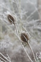 Dipsacus fullonum - Spent common teasel in the frost