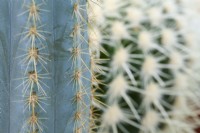 Pilosocereus azureus - blue torch cactus - with Echinocactus grusonii - golden barrel cactus